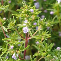 Summer Savory Herb Seeds Chubrica NON-GMO Variety Sizes  - £2.40 GBP