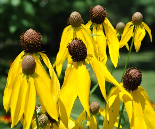 Fresh Yellow Prairie Coneflower Seeds 200+ Ratibida Us Seller Wildflower - £5.72 GBP