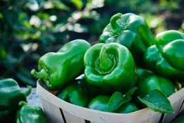 100 Seeds California Wonder Bell Pepper Non-GMO Heirloom Fresh Seeds - $5.58