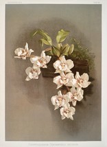13571.Wall Decor Poster.Room Interior home design.Reichenbachia Orchid flower - £12.66 GBP+