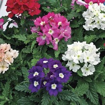 US Seller Verbena Seeds Tuscany Mix Verbena 25 Seeds Fast Shipping - $20.00