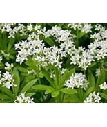 200 PCS Seeds Sweet Woodruff White Galium odoratum Ground Cover Flowers - $17.28