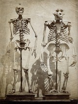 11285.Decoration Poster.Room interior.Vintage wall art.Skeletons anatomy school - £13.63 GBP+