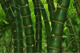 50 Fo Du Zhu Bamboo Seeds Privacy Climbing Clumping Shade Screen 771 Fre... - $14.00