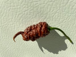 USA Store 30 Seeds Super Chocolate Ghost Pepper Seeds  Ghost Bhutlah Authentic S - £6.36 GBP