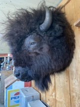 XL Real Buffalo / Bison Neck Taxidermy Mount New  (you Get One Pictured) - $3,000.00