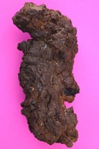 Giant Lizard Poop 5 Million Years Old Coprolite Genuine Fossil Dino Girl... - $34.99