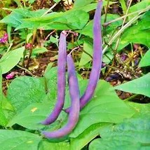 Usa Seller Royalty Purple Pod Bush Bean - $17.96