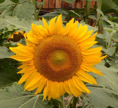 Sunflower Dwarf Incredible 30-40” | 8” Flowers Safe For Bees Non-GMO 100 Seeds! - £6.17 GBP