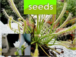 Carnivorous plant, Sundew, Drosera capensis 50+ Seeds - £4.30 GBP