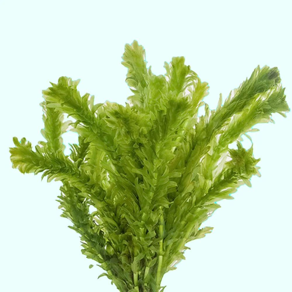 BUY 2 GET 1 FREE - Anacharis Elodea Densa - Live Aquarium Pond Plants Bunch - £9.81 GBP