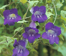 Asarina Climbing Snapdragon Violet Asarina Scandens 20 Seeds Garden Beau... - £15.08 GBP