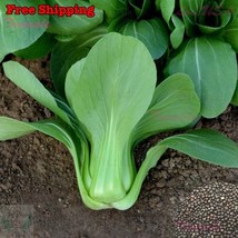 SEPT Pak Choi Green Stem Shanghai Pak Choi Bok Choy Seeds Cabbage Seeds - £4.41 GBP