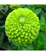 Zinnia Dahlia Giant Lime Queen Zinnia Elegans Pack 50 Seeds Envy Double Green Fl - $4.80