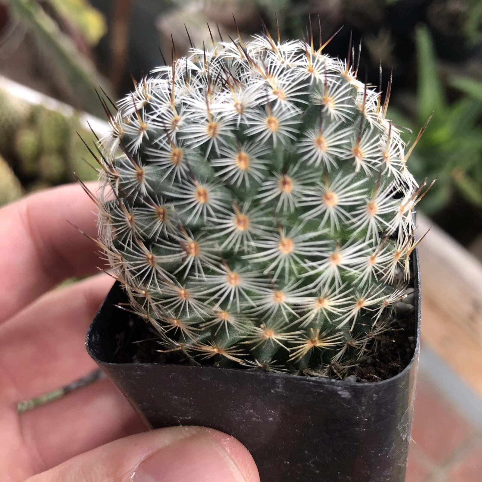 3cm Cactus Live Plants Mammillaria Solisioides Beautiful Live Plants Rar... - $18.62