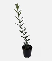 Arbequina Olive Tree Tree of Peace  Olea europaea  4&quot; Pot Live Starter P... - $20.65