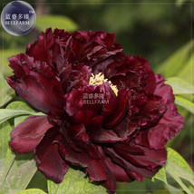 ALGARD Blackish Coffee Peony Tree Flower Seeds, Professional , 5 Seeds /... - $6.88