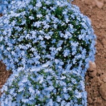 60+ WONDERLAND BLUE FRAGRANT ALYSSUM FLOWER SEED GROUND COVER - £7.75 GBP
