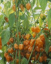 Habanero Seeds Orange 500 Pepper Seeds Hot Chilli 100 Days Fresh Seeds Gardening - $24.50