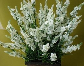 Most Fragrant! 30+ White Lavendula White Lavender Flower Seeds Perennial - £7.39 GBP