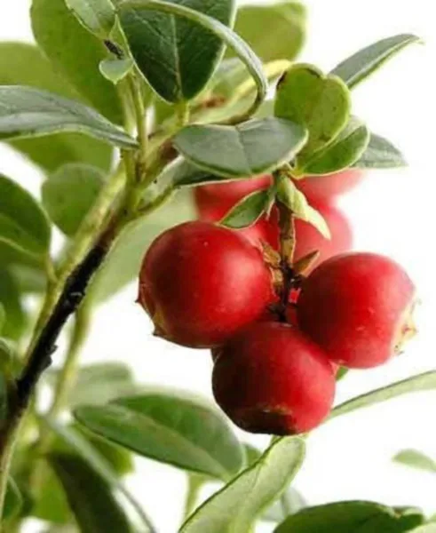 Top Seller 100 Perennial Cranberry Viburnum Red Fruit Bush Seeds - $14.60