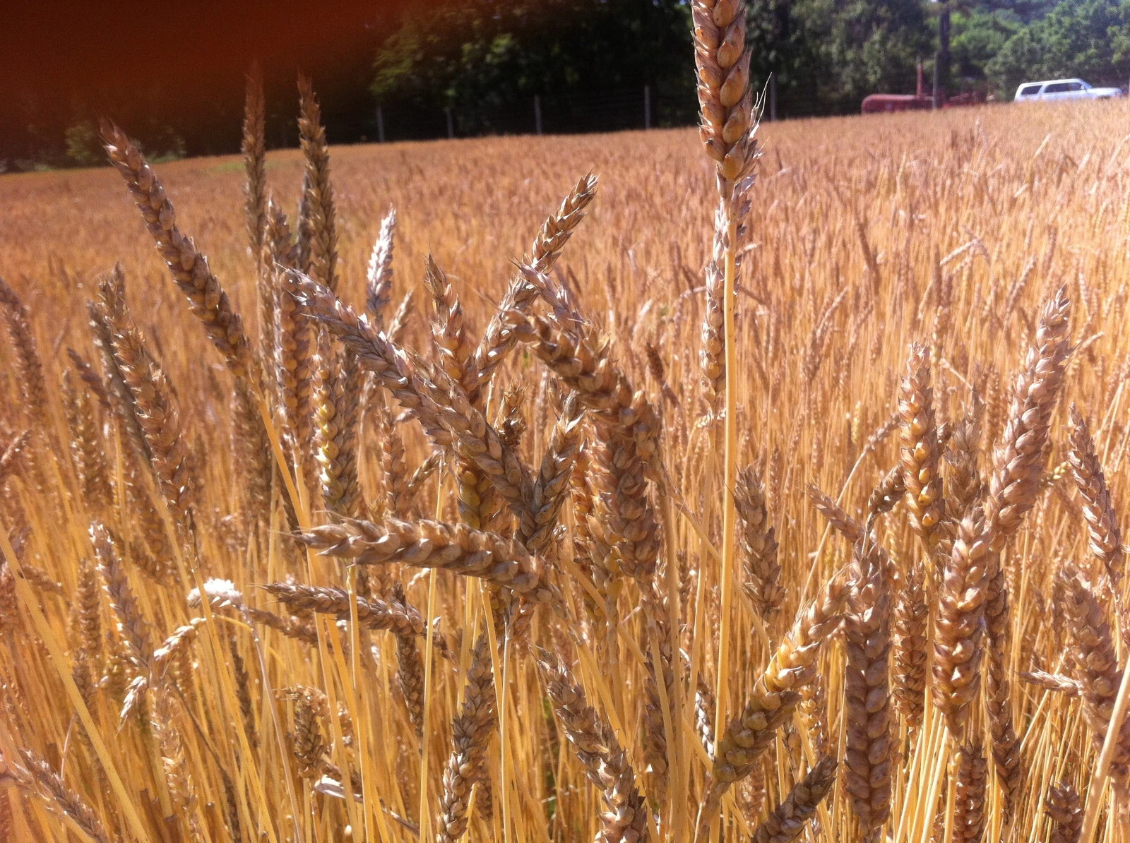 Peruvian Red Wheat Seeds (300) / BREAD / ORGANIC / EASY / RARE - $22.73