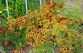 1000 Dwarf Plains Coreopsis Seeds Native Wildflower Drought Tolerant Pollinators - $8.35