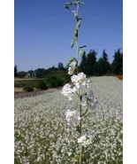 Mountain Garland Elegant White Clarkia unguiculata 300 Seeds Free Shipping - $76.02 MXN
