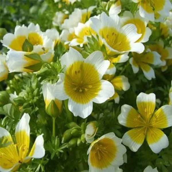 Poached Egg Plant 50 Fresh Seeds - £10.71 GBP