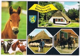 Holland Netherlands Postcard Harderwijk Horses Cows Sheep - £2.28 GBP