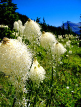 Fresh Seeds 100 Bear Grass Aka Bear Lily Beargrass Ornamental Xerophyllu... - $16.00