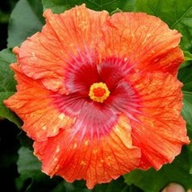 20 Bright Orange Red Hibiscus Seeds Flowers Flower Seed Bloom 484 Fresh Seeds Ga - $13.50