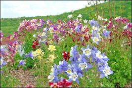 200 Columbine Mix Seeds Native Wildflower Perennial Shade Garden Container Easy - £14.37 GBP