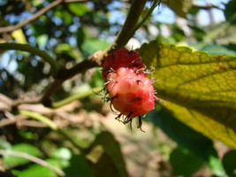 American Mulberry Red Mulberry Morus Rubra 50 SeedsFrom US  - $8.35