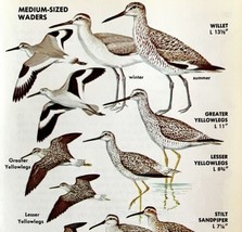 Medium Size Waders Shore Birds Varieties 1966 Color Art Print Nature ADBN1s - £15.66 GBP