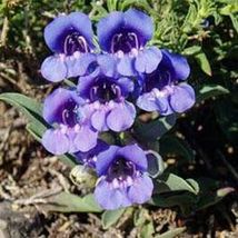 Penstemon- Showy Blue- 50 Seeds Tera Store - £4.78 GBP