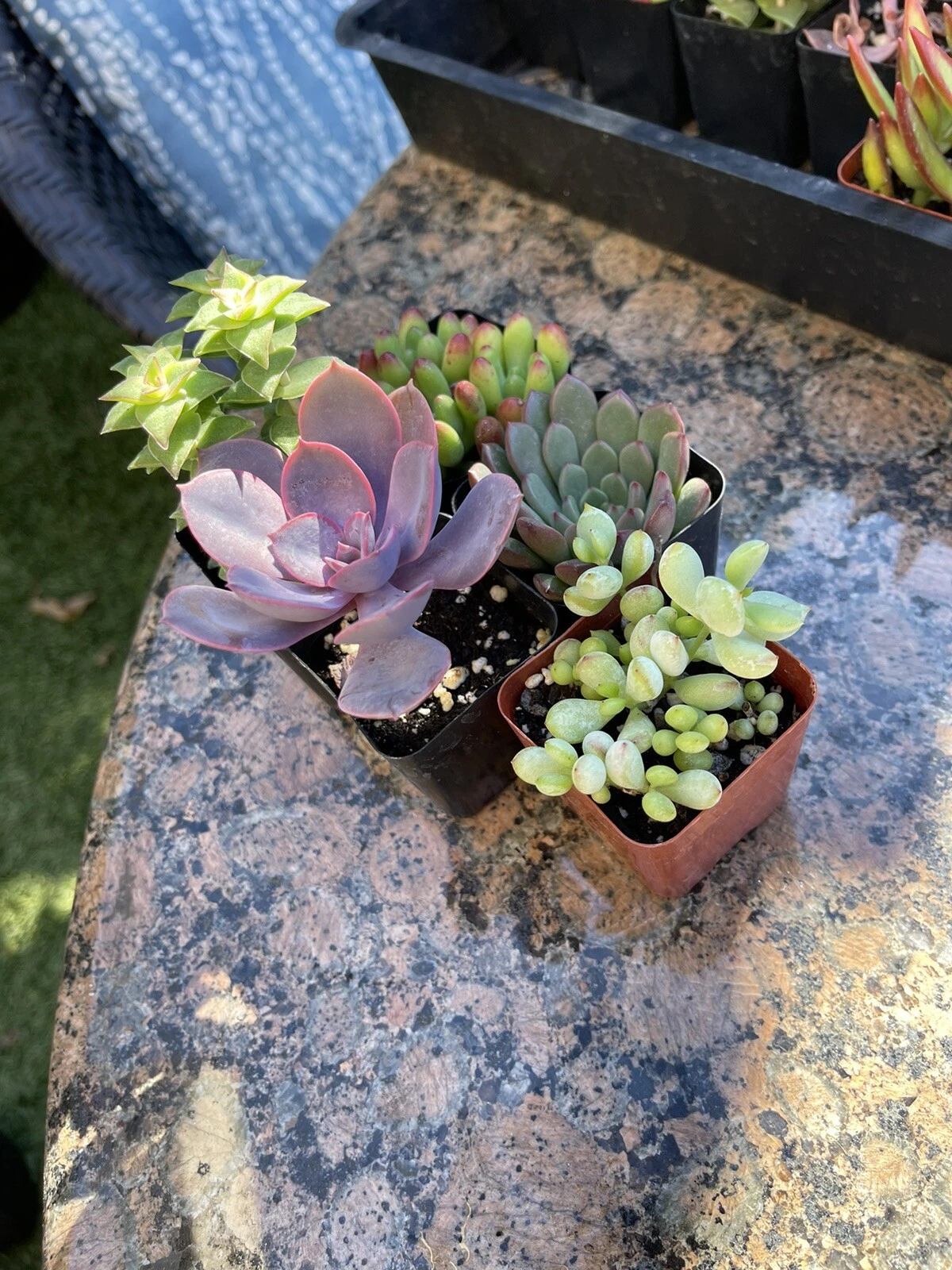 Succulent Live Plant 5 Pack Mixed 2 In Pot - $32.54