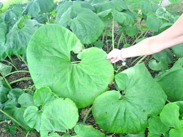 New Fresh Seeds 30 Giant Butterbur Seeds Petasites Vulgaris 2 3 Foot Wide Leaves - $14.80