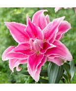 PSA Lilium Oriental Roselily Isabella 3 Plant Bulbs Summer Flower Fast G... - $632.87 MXN