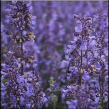 Nepeta Racemosa Seed Garden Fast Shipping - £6.34 GBP