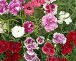 Chinese Pinks Flower Seeds 300 Annual Garden Dianthus Chinensis Fast Shi... - $8.99