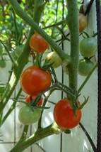 Farthest North Cherry Tomato - $5.50