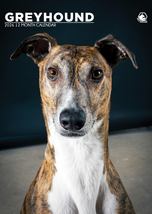 Greyhound Calendar 2026 - $19.99