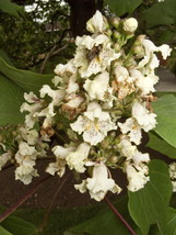 30 Chinese Indian Bean Yellow Catalpa Seeds Catalpa Ovata - £8.41 GBP