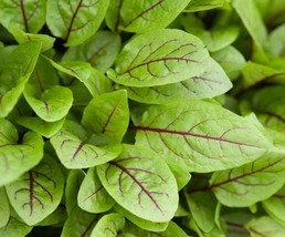 New Fresh Red Veined Sorrel Seeds Organic Sorrel Seeds Vegetable Seeds Sorrel At - $4.18