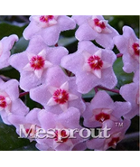 Hoya Carnosa Bonsai Perennial Planting 100 Bonsai Houseplants - $24.17 CAD