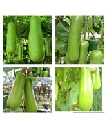 20+Bottle Gourd -Upo-Calabash-HEIRLOOM Seeds NON-GMO - €9,55 EUR