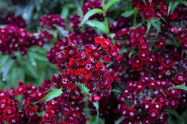 SGHOST 30 Sooty Dianthus Barbatus Dark Maroon Red Sweet William Flower Seeds USA - £8.36 GBP