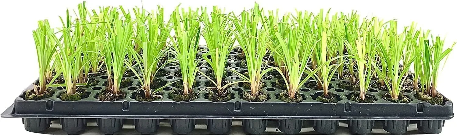 Dwarf Papyrus Plant Live Plants Cyperus Shade &amp; Wet Tolerant Aquatic Foliage - £32.69 GBP