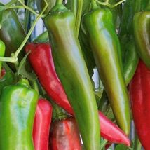 20 Seeds Anaheim Chili Pepper | Non-GMO | Fresh Garden Seeds - £9.41 GBP